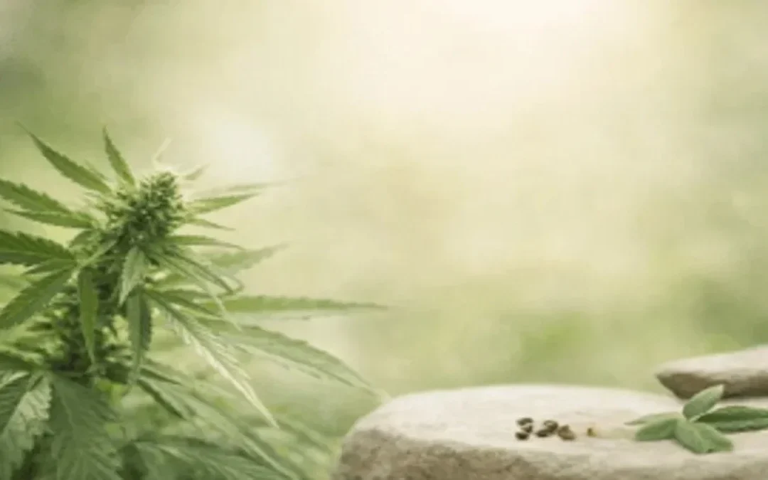 fleur de chanvre et graines de cbd sur fond naturel