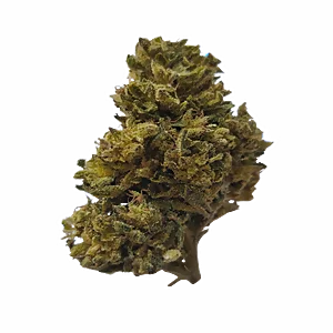 Fleur CBD Ice Queen compacte et résineuse aux arômes de pamplemousse sur fond transparent